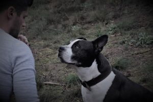 Hondenopleidingen - Gedragstherapeut - Hondentrainer