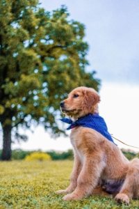 Mijn pup socialiseren - Kwispelheide