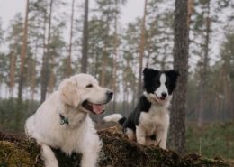 Mijn pup socialiseren - Kwispelheide